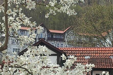 Foto: Kirschbäume vor der Hochschule blühen in voller Pracht.