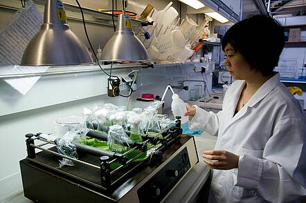 Foto: Eine Forscherin befüllt Reagenzgläser in einem Labor
